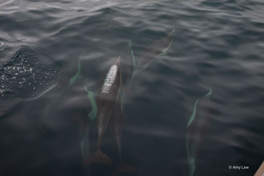 View looking directly down on a group of seven common dolphins from above, on the boat. You can see just a smidge of the rail of the boat in the lower right corner. 