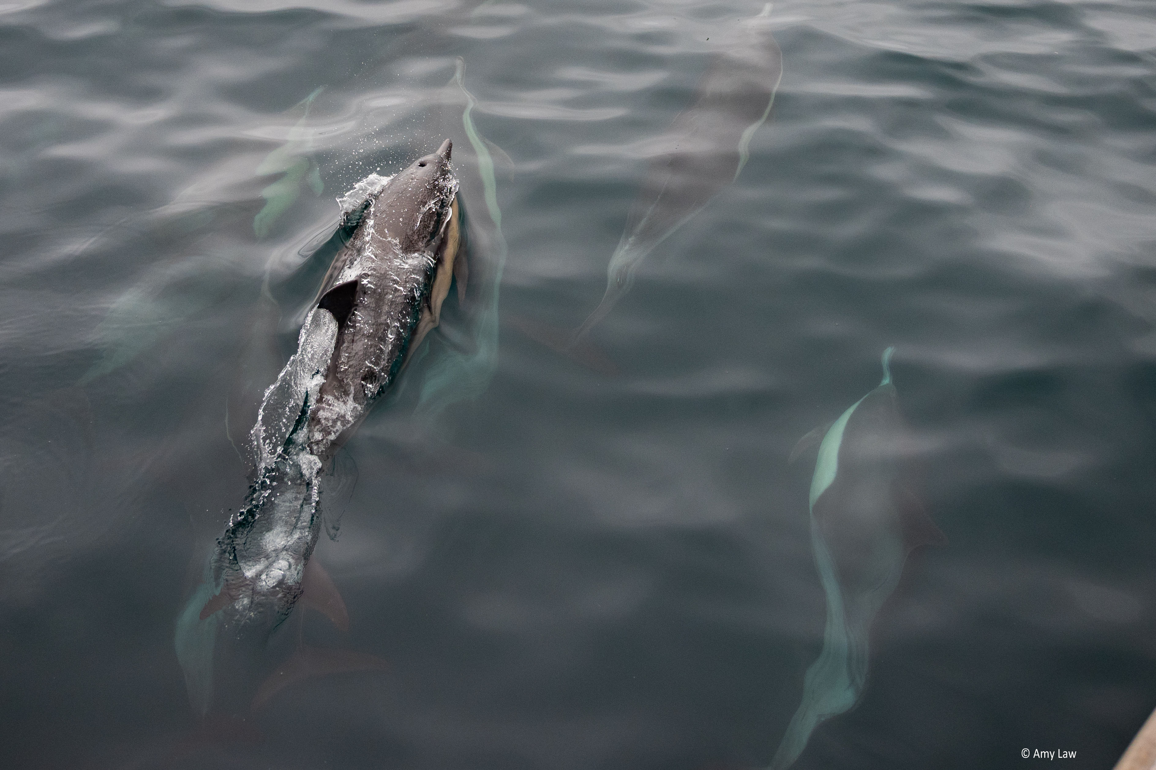 A pod of common dolphins ride the bow wave of a boat.