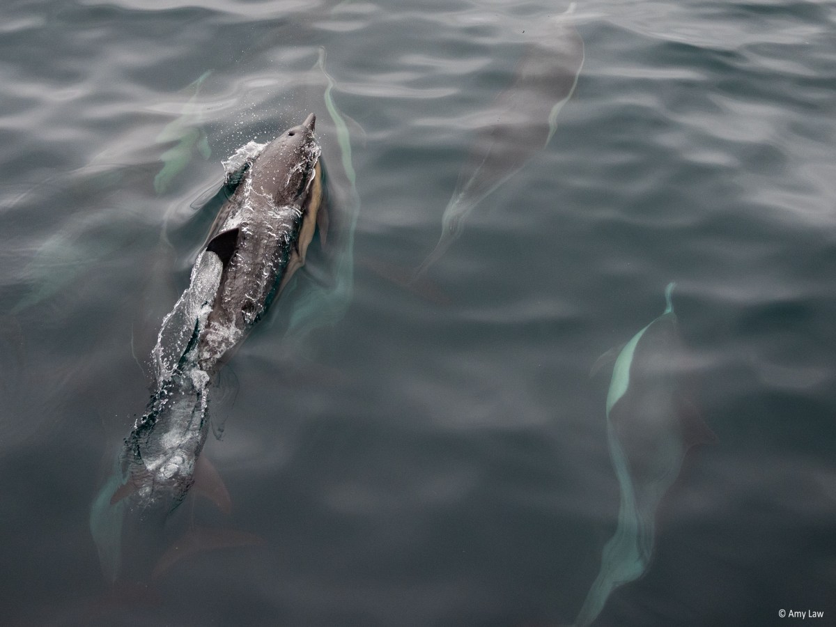 Monterey Dolphins (and&nbsp;Whales)