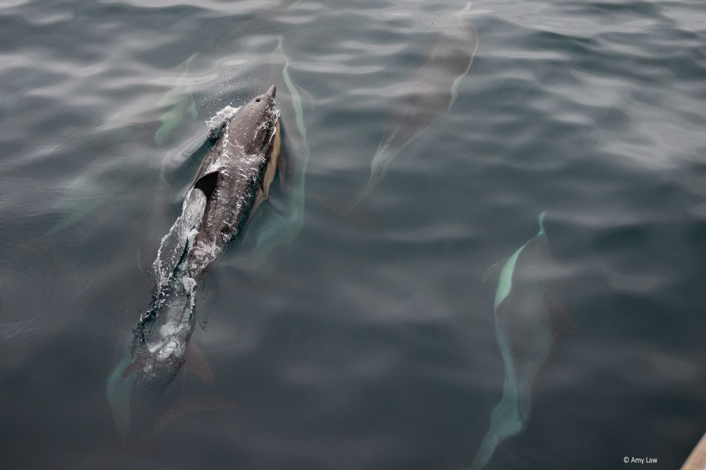 Monterey Dolphins (and&nbsp;Whales)