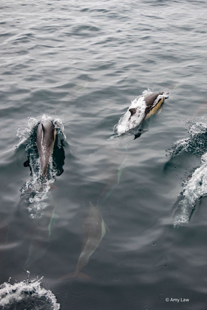 View looking directly down on a group of seven common dolphins from above, on the boat. You can see just a smidge of the rail of the boat in the lower right corner. The bubbles of the upper most dophin form a white plume as it exhales before breaking the surface. A second dolphin has broken the surface as the first re-enters the water.