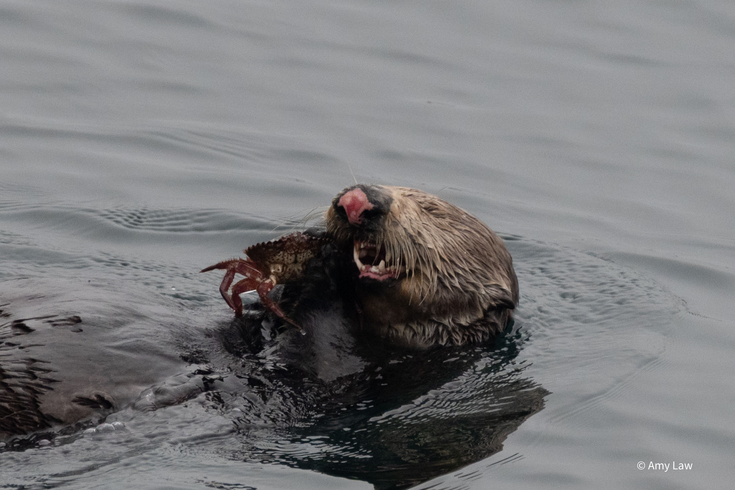 An otter swims on her back while she crunches on a crab.