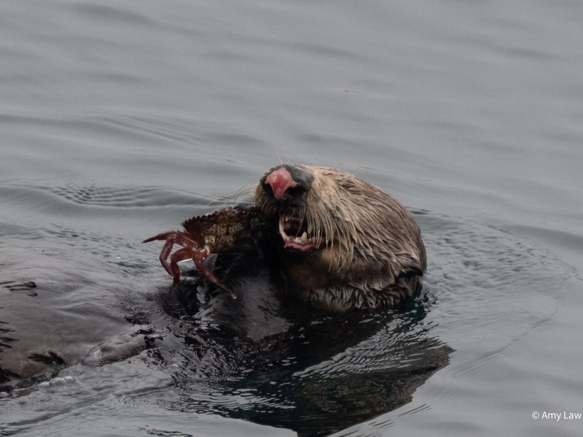 Otter Delight