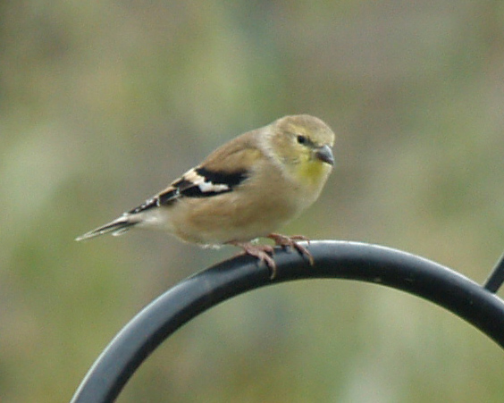 A small bird perched on a feeder support, looking at the photographer. It has a light brown head and back, brownish beak and black wings with bold brownish wing bars across them. 
