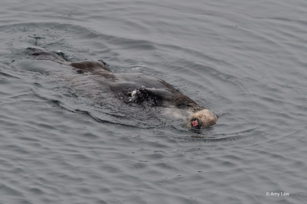 An otter swims on her back, with the water running over her fur so that she seems to merge with the sea. Her nose is visible, though, and is pink and raw looking at the end.