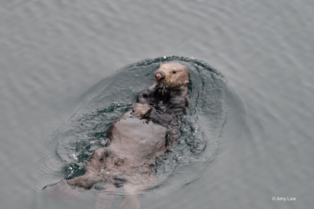An otter swims on her back. More of her is visible in this picture, including that she has a flattish rock on her chest.