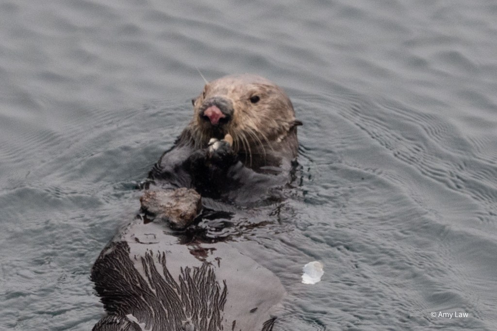 Head and chest shot of the otter as she eats the inside of the clam. The rock she used as an anvil remains on her chest.