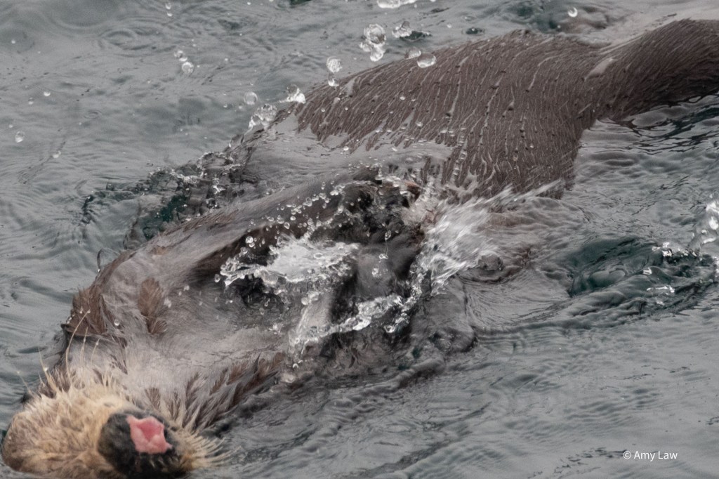 The otter on her back, focusing on the the rock on her chest. Her arms are slamming down onto the rock as water sprays everywhere.