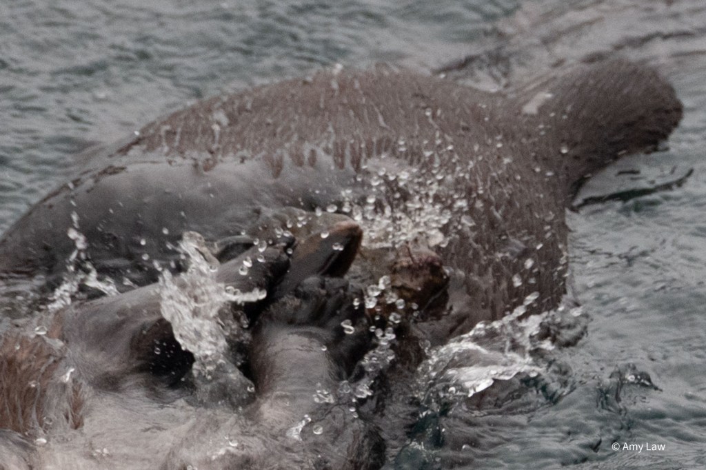 Close up of the otter on her back, focusing on the the rock on her chest. Her arms are slamming down onto the rock as water sprays everywhere. You can see the clam in her paws striking the rock.