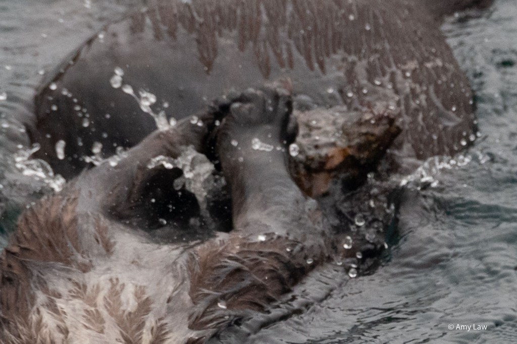 Close up of the otter on her back, focusing on the the rock on her chest. Her arms are slamming down onto the rock as water sprays everywhere.