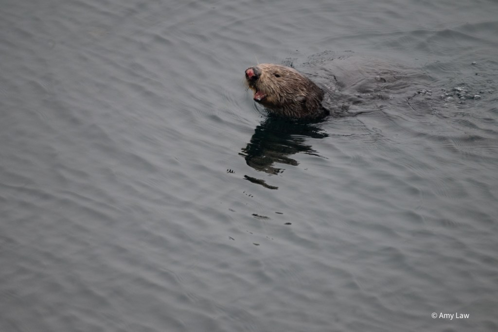 The otter rolls onto her front in order to dive, and swim away.