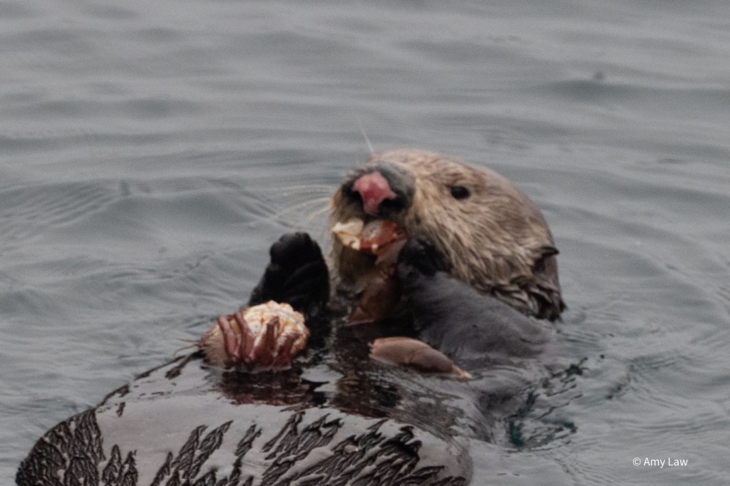 Close up of the otter on her back, crunching the claw of a crab. The rest of the crab balances on her chest.