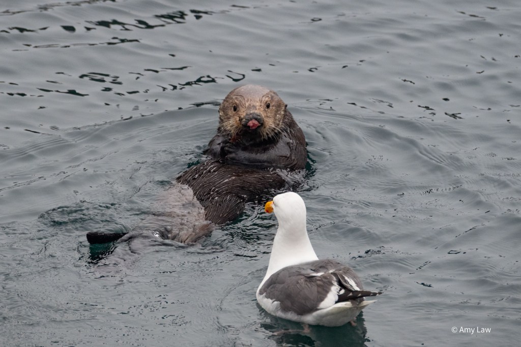 Close up of the otter on her back, staring at a California Gull that has landed in the water next to her.