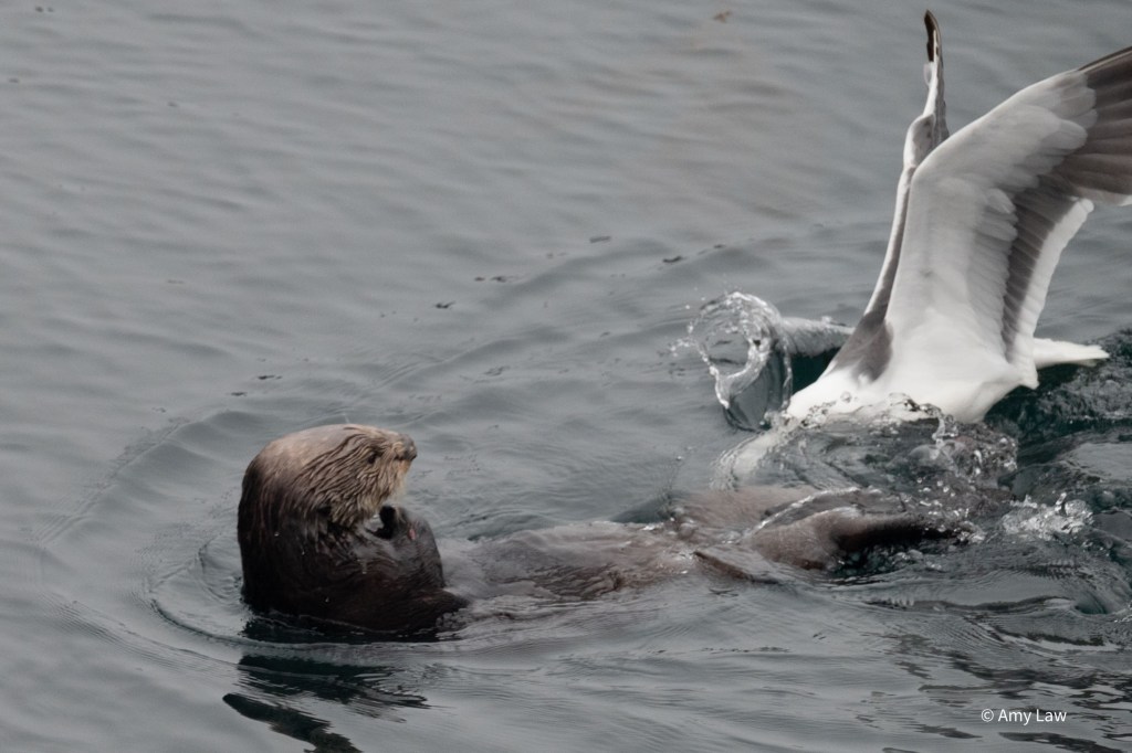 The otter and the gull engage in a stand off in the water The gull has plunged its head into the water next to the otter.
