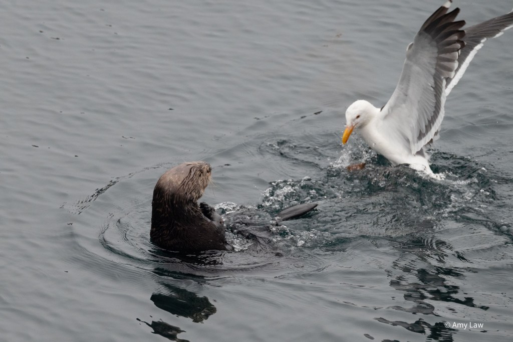 The otter and the gull engage in a stand off in the water as the otter paddles away from the gull, and the gull chases. 