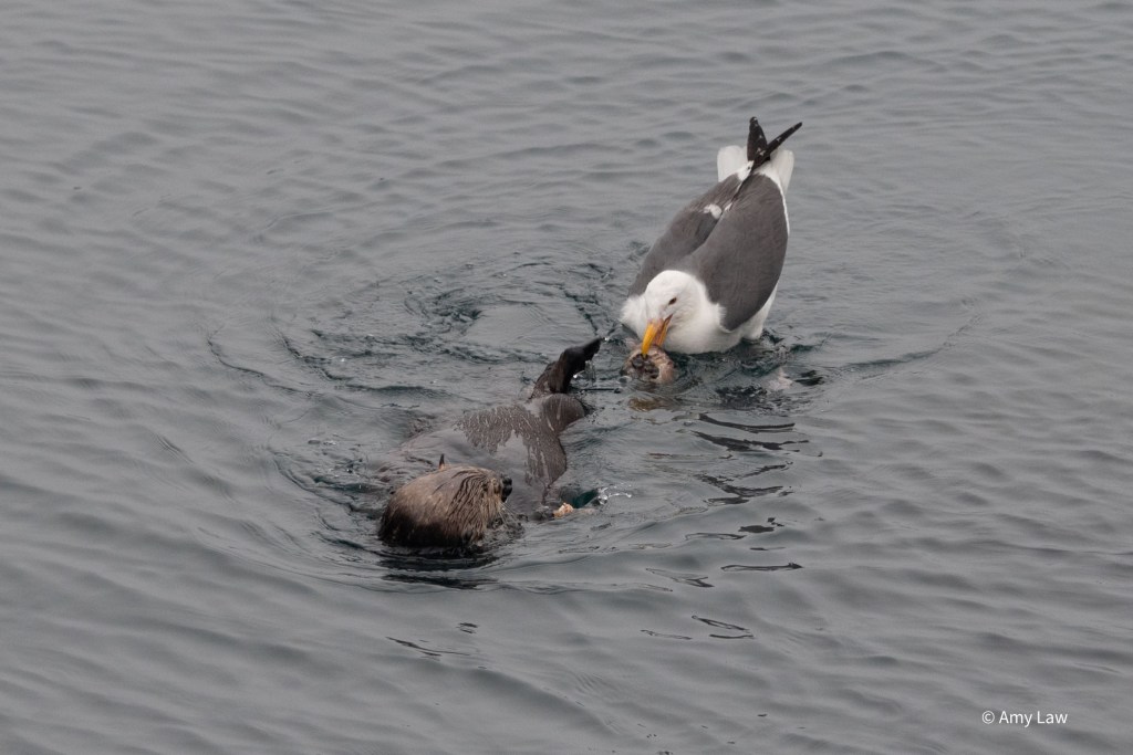 The otter and the gull lose interest in each other as the gull pulls something out of the water next to the otter.