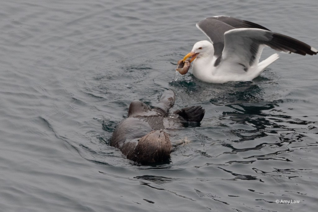 The otter and the gull lose interest in each other as the gull holds the body of one of the crabs that the otter has discarded.