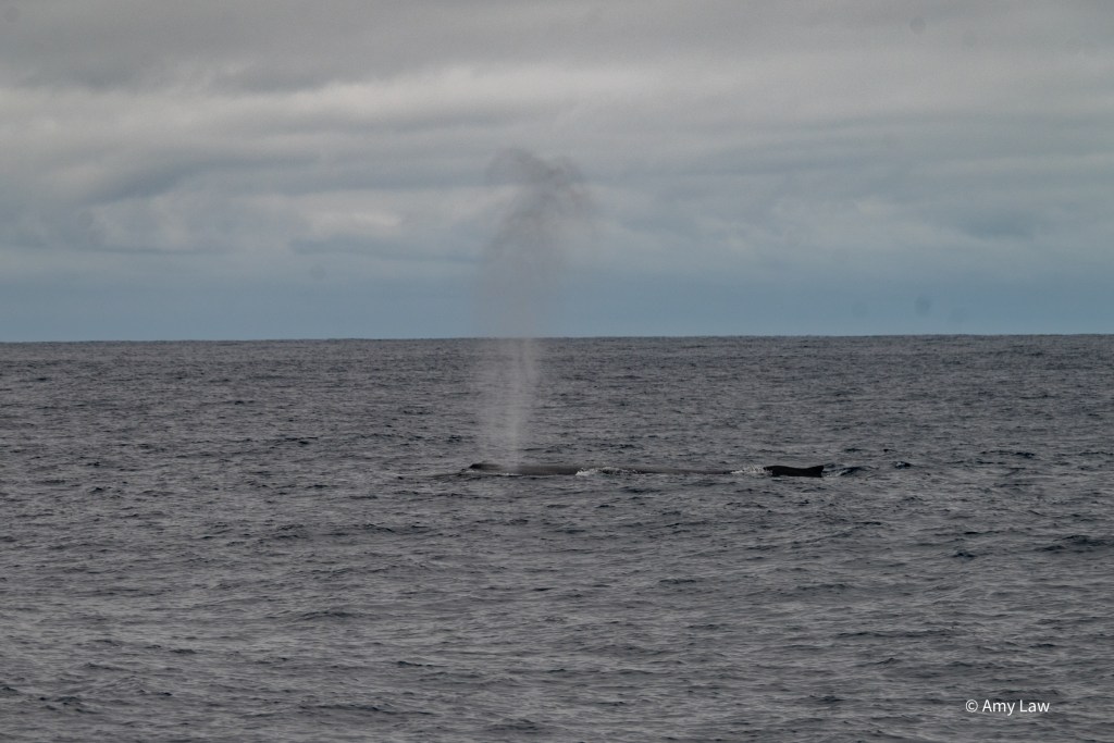 View across open ocean. A spout of a whale is in the center of the photo. You can see the top of the whale's body stretching out behind it.