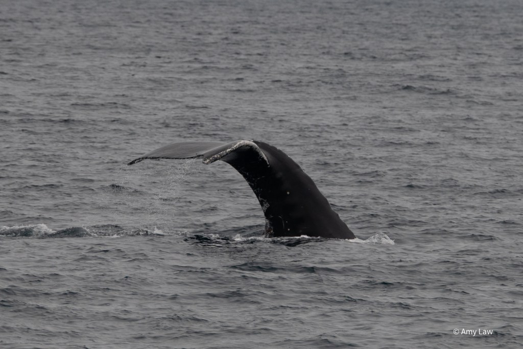 The tail flukes of a whale from the side. The flukes are high in the water as the whale dives deep.