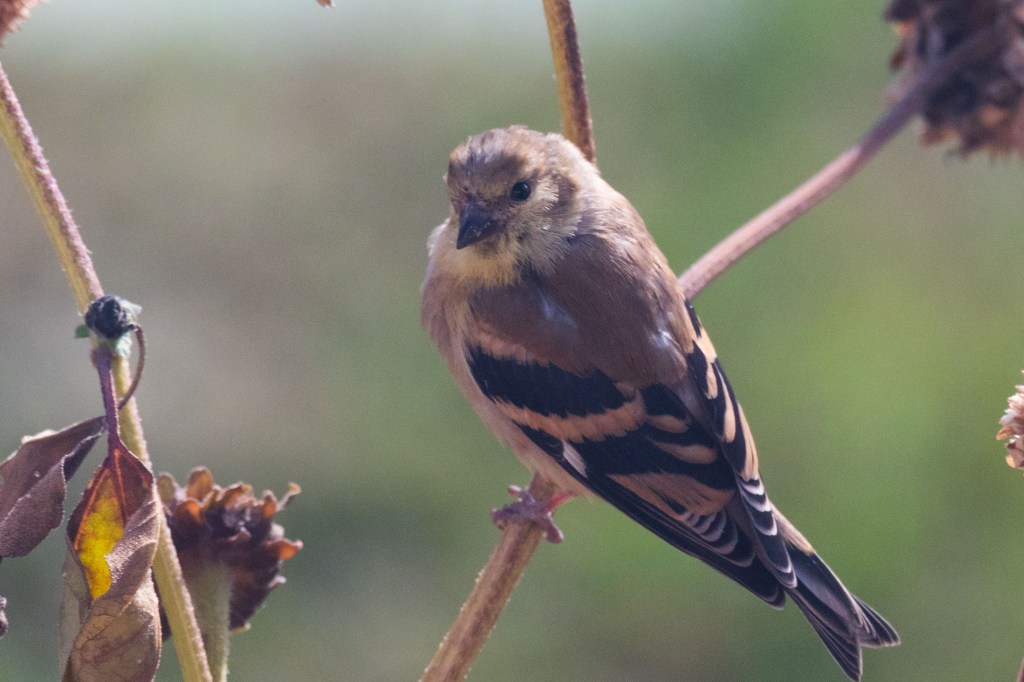 A small bird perched on a sunflower stem, looking at the photographer. It has a brown head and back, black beak and black wings with bold brownish wing bars across them. 