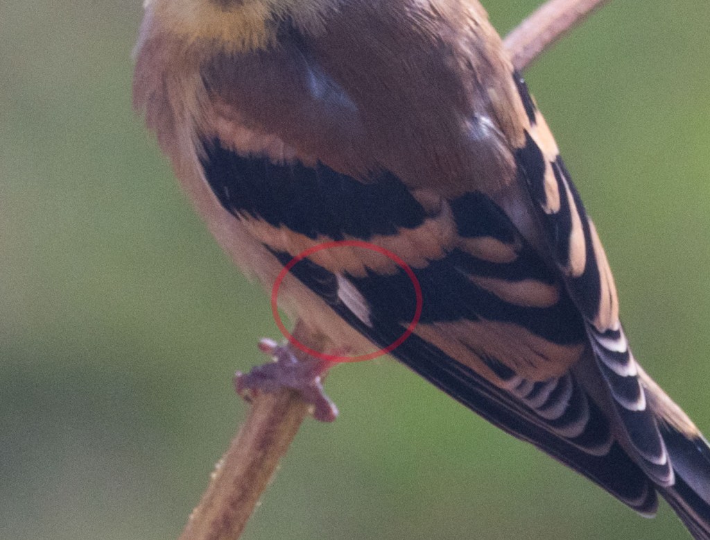 Close-up of the bird above. The smallest of the wing bars is circled in red, and is much whiter than the others.