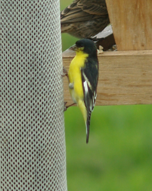 A small yellow bird with black wings with white wing bars, a black back extending from its beak down its tail perches on a bag of thistle seeds. It has a seed in its beak. An especially white bar runs along the outside edge of the wing.