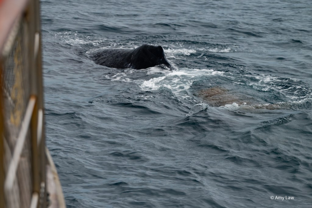 Close up of the water just off the bow of the boat -- you can see a bit of the boat on the left of the photo for scale. In the water just off the bow is the blowhole of a humpbacked whale. 