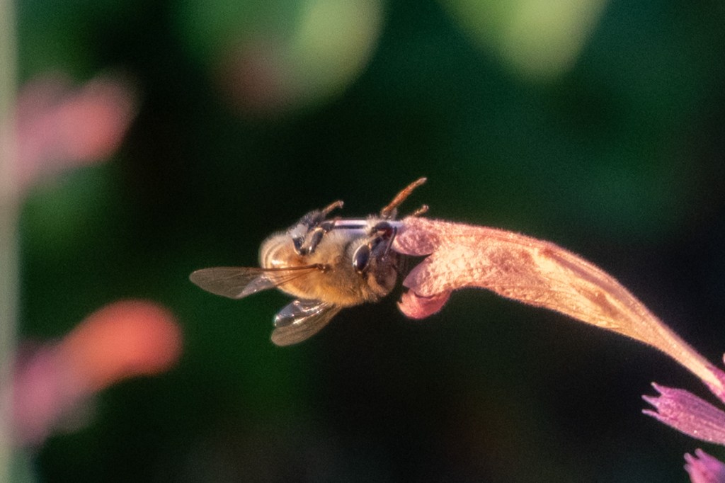 Honeybee doesn’t fit, but hummingbird has no&nbsp;problem