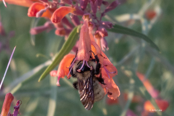 A bumble bee  her two front legs grasping either side of a narrow tubular pink flower that she has her entire head stuck into.