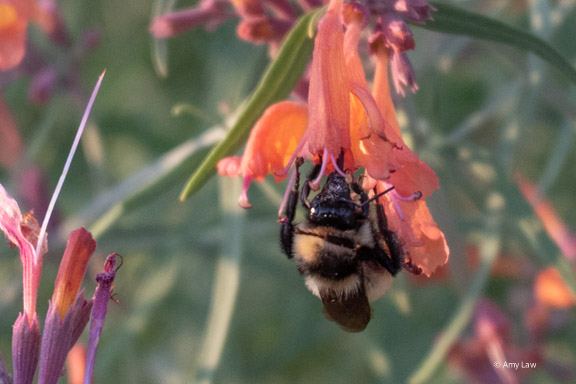 The bumblebee has backed out enough that we can see her head. It is dusted with light purple pollen. Looking closely at the end of her face, we can see her tongue still stuck into the tubular flower.