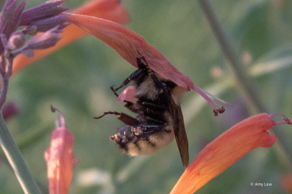 Profile view of a bumble bee withher entire head stuck into a long tubular pink flower.. Her front legs are reaching far in front of her, grasping the flower to pull her as far as possible into the tube. In fact, this flower tube has be torn by the strength of the bee's efforts.