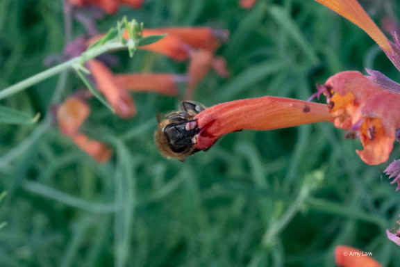 A honeybee with her all of her legs grasping either side of a narrow tubular pink flower that she has her hear head pressed against. Her face is pressed against the opening of the flower, but is NOT inside it. And yes, we can see her tongue inside the tube through a small rip in the flower's thin petals.