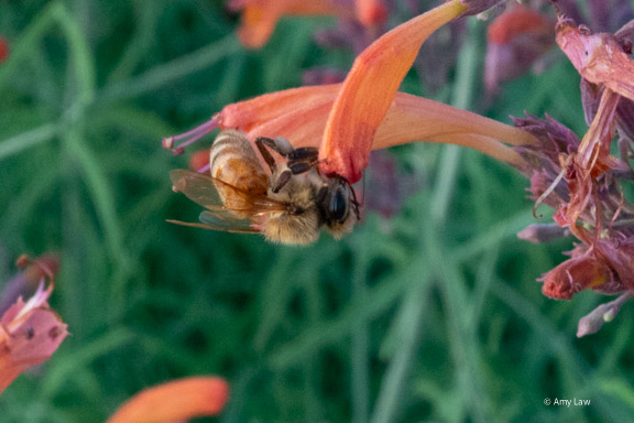 A honeybee with her all of her legs grasping either side of a narrow tubular pink flower that she has her hear head pressed against. Her face is pressed against the opening of the flower, but is NOT inside it.