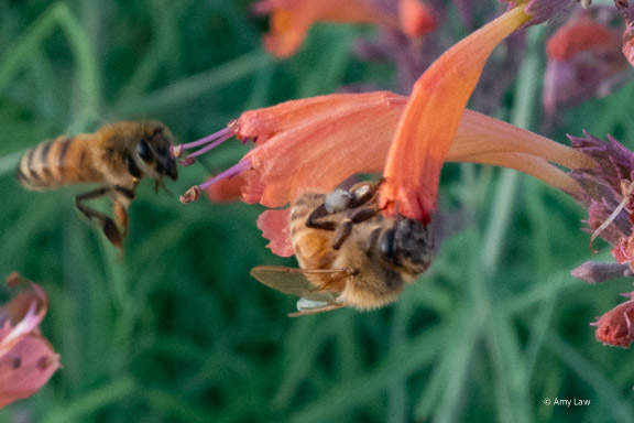 A honeybee with her all of her legs grasping either side of a narrow tubular pink flower that she has her hear head pressed against. Her face is pressed against the opening of the flower, but is NOT inside it. But just maybe we can see the shadow of her tongue inside the tube through the flower's thin petals.
A second honeybee approaches from the background.